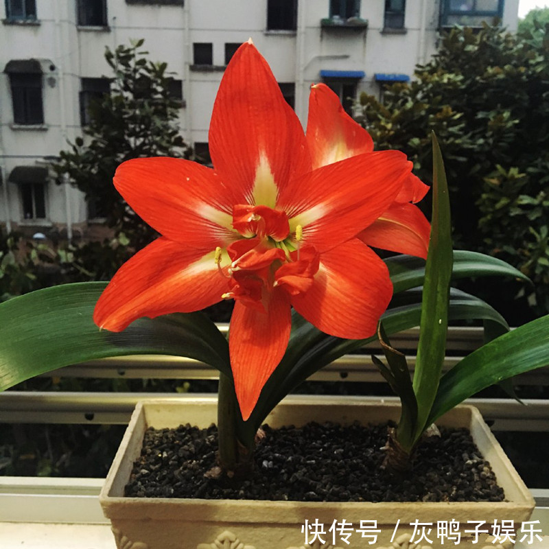 此盆栽植物超好养,丢土里就能活,花大色艳,红红火火,值得拥有