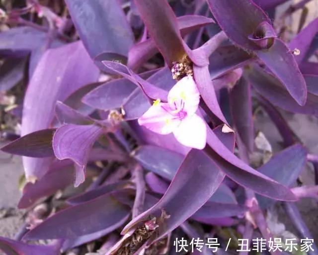 这3种吊兰千万别这么养,不然疯长爆芽,控制不住!