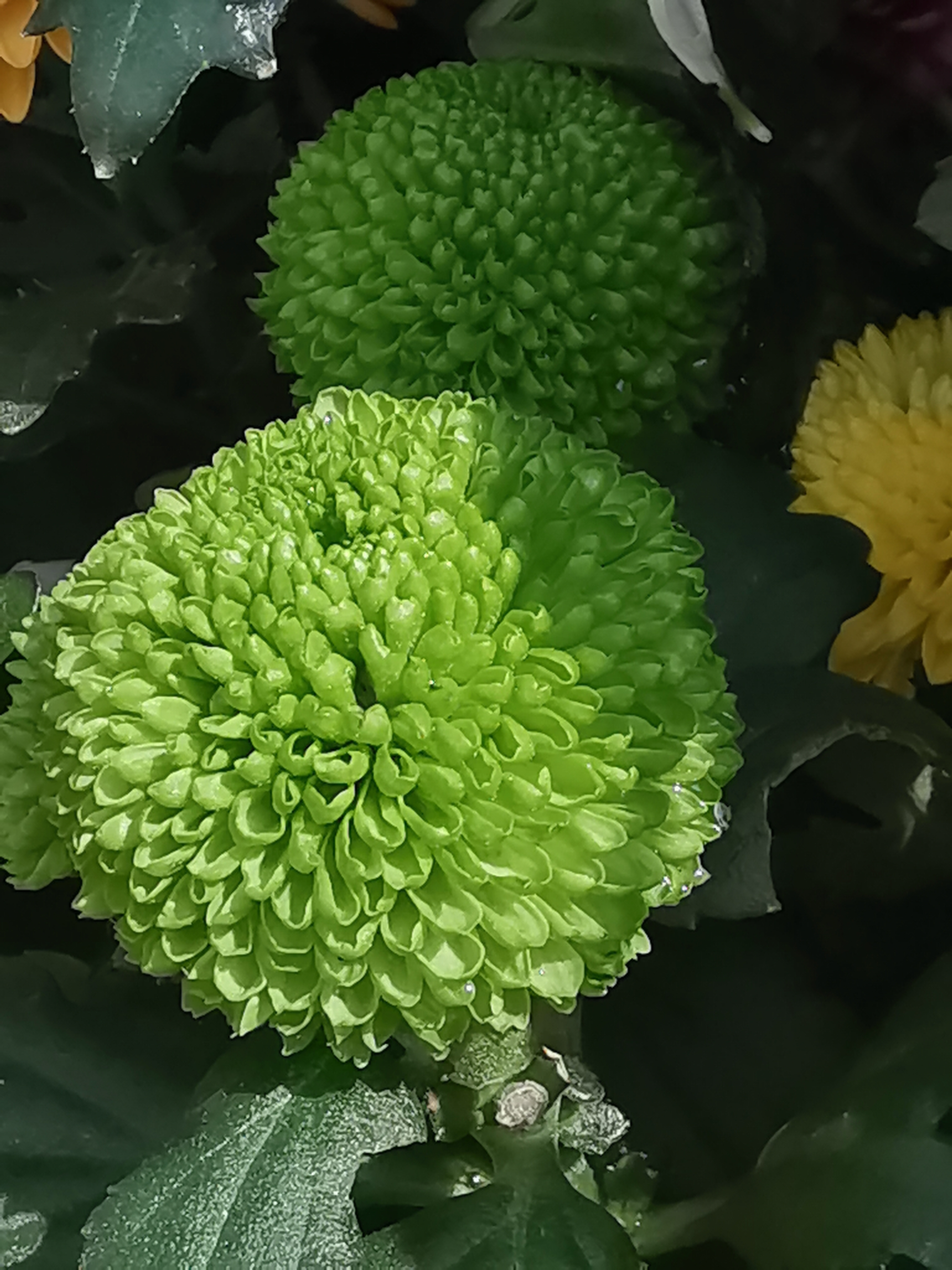 真爱|2022年上半年,收获真爱,六六大顺,和好运最有缘的3大生肖