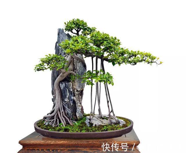 养护|榕树盆景要想美不胜收，几个管理耍起来