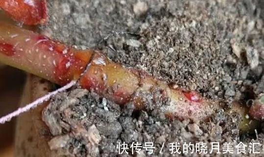 多肉长出气根怎么办,不妨将计就计,为根系打造备胎