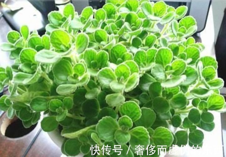 4种花是爆盆能手,懒人新手都能养好,开花就爆盆,既美观又方便
