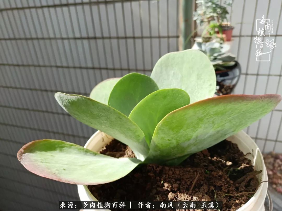 从小喜欢绿植,后来遇见多肉,情不知所起,那就再接再厉!