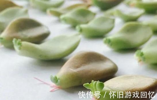 多肉叶插不生根,教你叶插五要素,10天就能长出小胡须