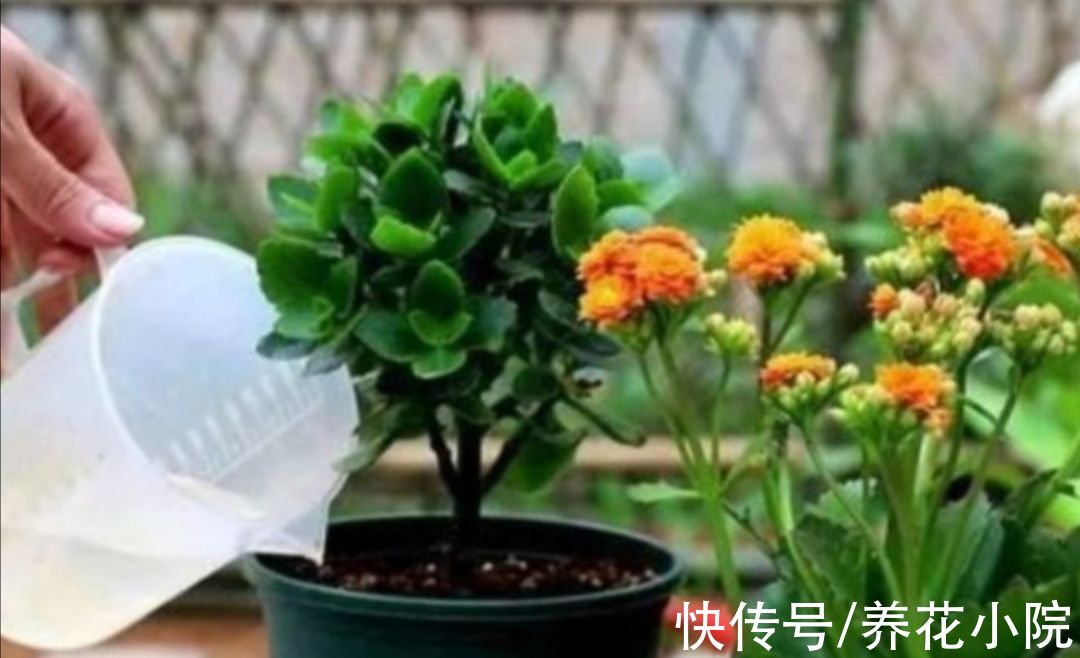 花苞|9月养长寿花，4种错误养护，会影响植株孕育花苞