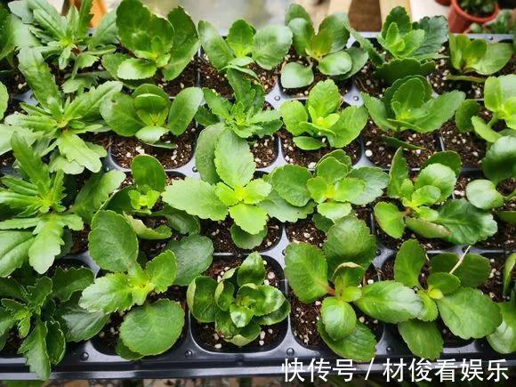 扦插|5种花快扦插,生根超快,1周长出大白根,新手也能插得活