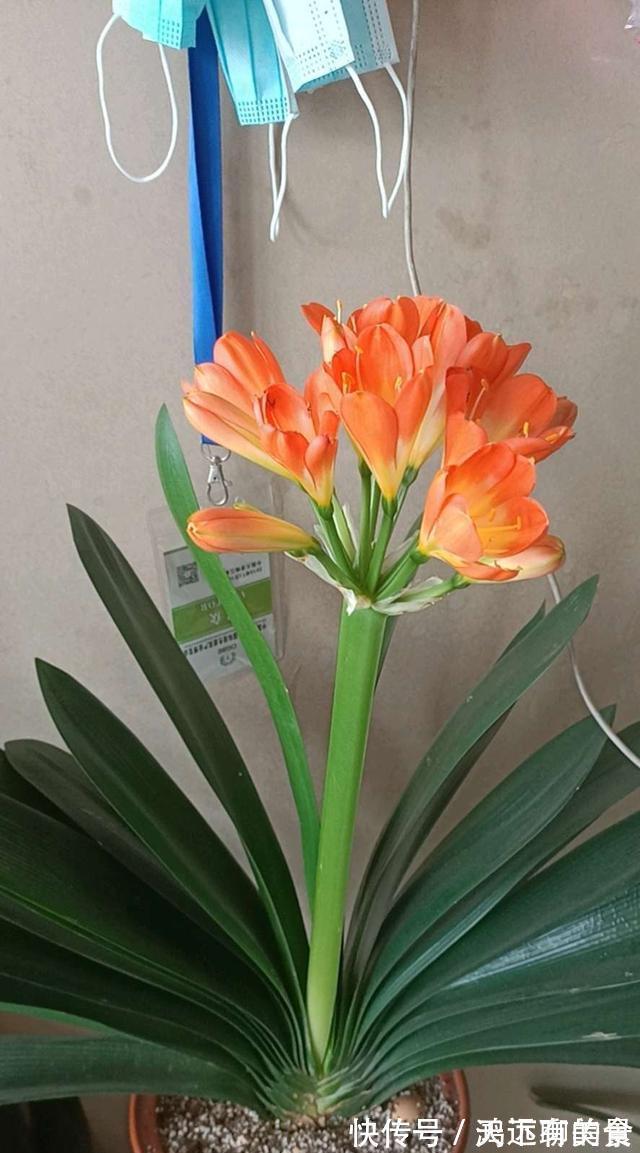 矿泉水瓶|给君子兰喝一种饮料，一年长6片叶片，闪亮发光