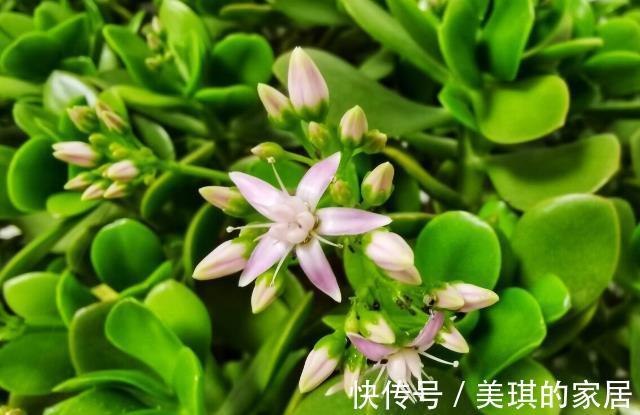 花友|想让玉树开“琼花”，秋天就要努力了，错过时机要等一年