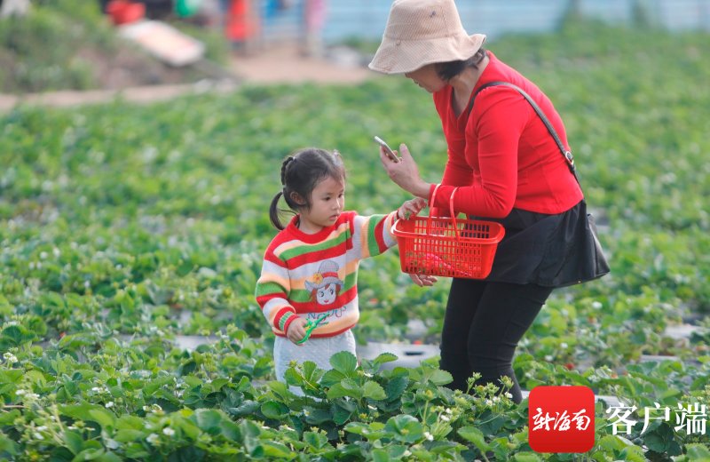春节假期海口农庄迎客忙 市民游客尽享田园采摘乐|原创组图 | 初五