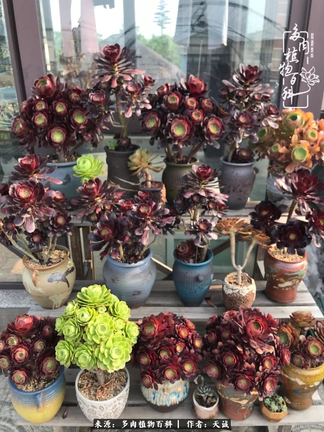 吃饱喝足,包邮区的多肉养精蓄锐准备渡劫!