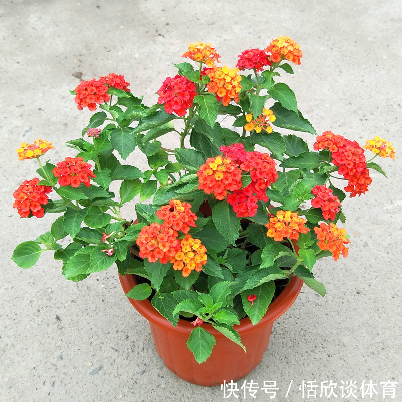 花开惊艳的8种“大毒花”,连叶片都带毒,家里若养着,光看别动