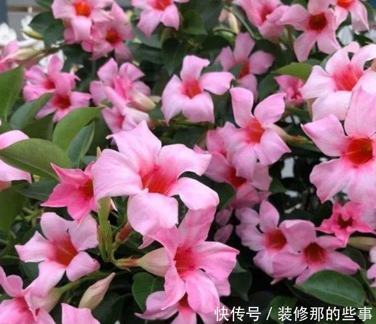  4种花养家里，吉祥又喜庆，开花红红火火，旺财又旺运