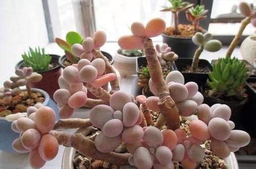 家里养多肉，掌握几个要点，肉嘟嘟真好看，新手也能养爆盆