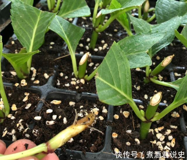 多菌灵|扦插最佳时期到了,有这花赶紧插,沾土就能活!