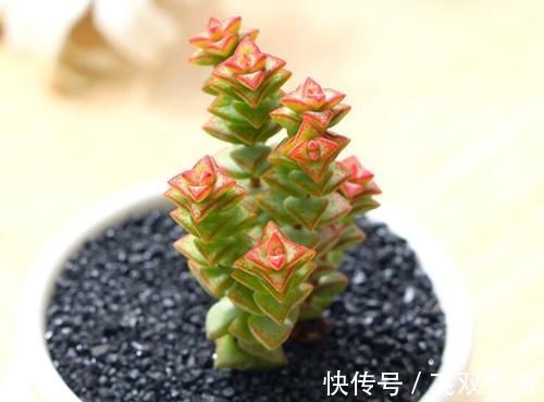 10款多肉盆栽,不必养成老桩,小小巧巧照样美丽