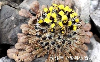 珍贵稀罕,它的价值极高,当地人称:一株要值千把块