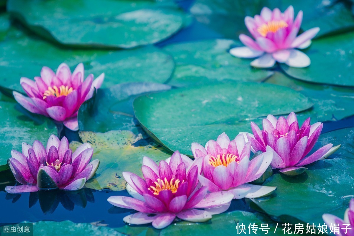 3月栽进水缸的睡莲，掌握4个养殖技巧，才5月初，花就爆缸