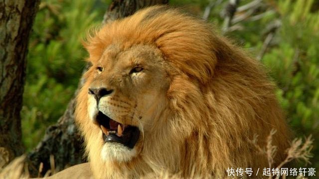 安息国|狮子不是我国本土动物，为何古建筑大门两侧总放置一对石狮子？