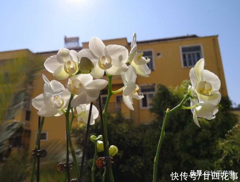 5种“过期药”别扔，磨成粉养花，代替生根粉营养液，杀菌防病害