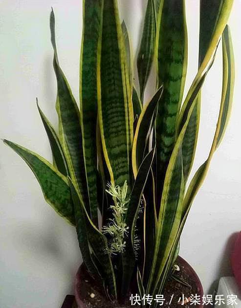 虎皮兰叶片打弯“软塌塌”,4个“毛病”改过来,油绿挺拔直冒芽