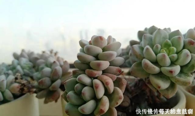 叶片|劳尔这样养,爆盆容易植株壮,叶片肥厚红晕浓,尽显欧洲文艺范儿!