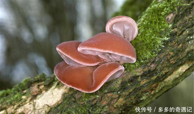 做法|木耳别再炒肉了,教你新做法,酥脆咸香,天天吃都不腻!