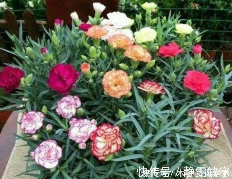 茶花|4种花养家里,沾土就活,开花又大又艳,比牡丹美