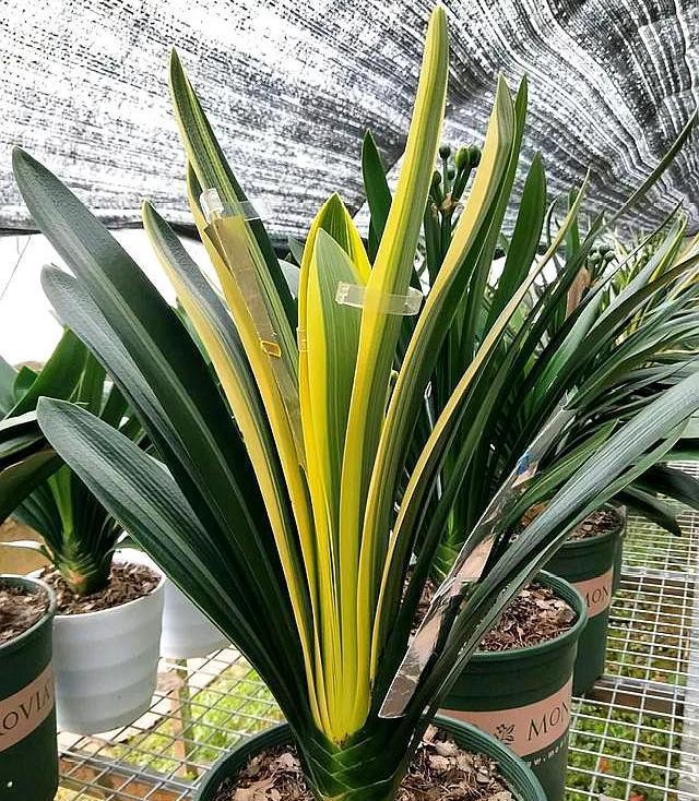 想养好君子兰，浇水方法很关键，你明白吗可别再错下去了！