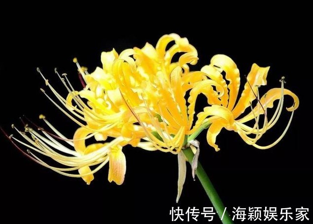 喜欢菊花,不如养盆“花中精品”忽地笑,神秘冷艳,风韵独具