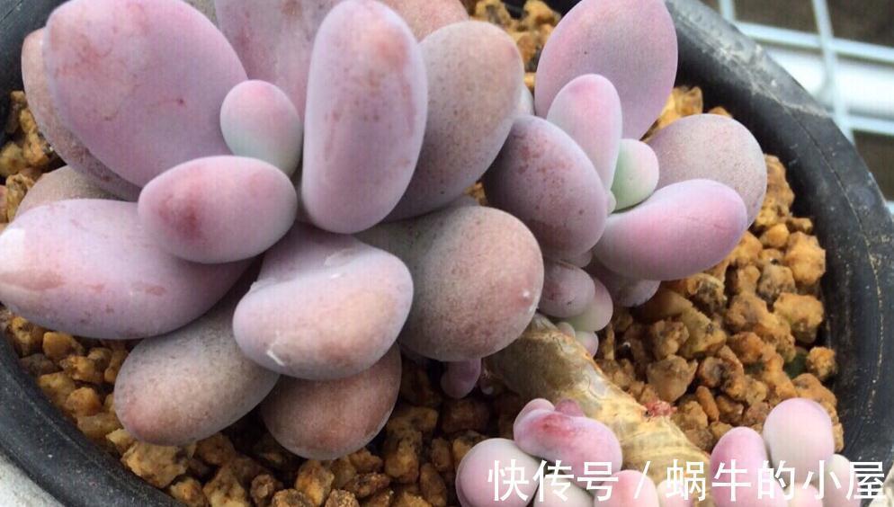 多肉品种何其多，唯有桃蛋是最爱