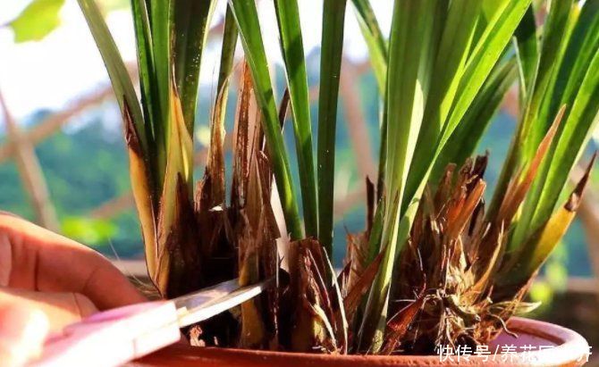 兰苗|盛夏养兰花，做好“三要、三不要”，兰苗叶片油绿，植株硬挺