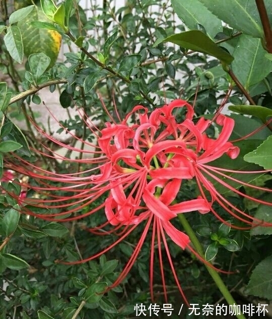 菊花|平日里送花，不要送碗莲，有人会忌讳