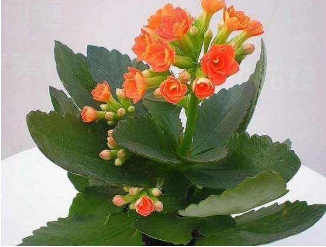 养长寿花巧用的几个小妙招，长寿花轻松爆盆，羡煞旁人