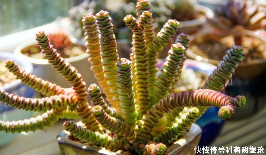 天暖和了,把多肉搬出来晒晒太阳,叶色绚丽多姿,观赏性强