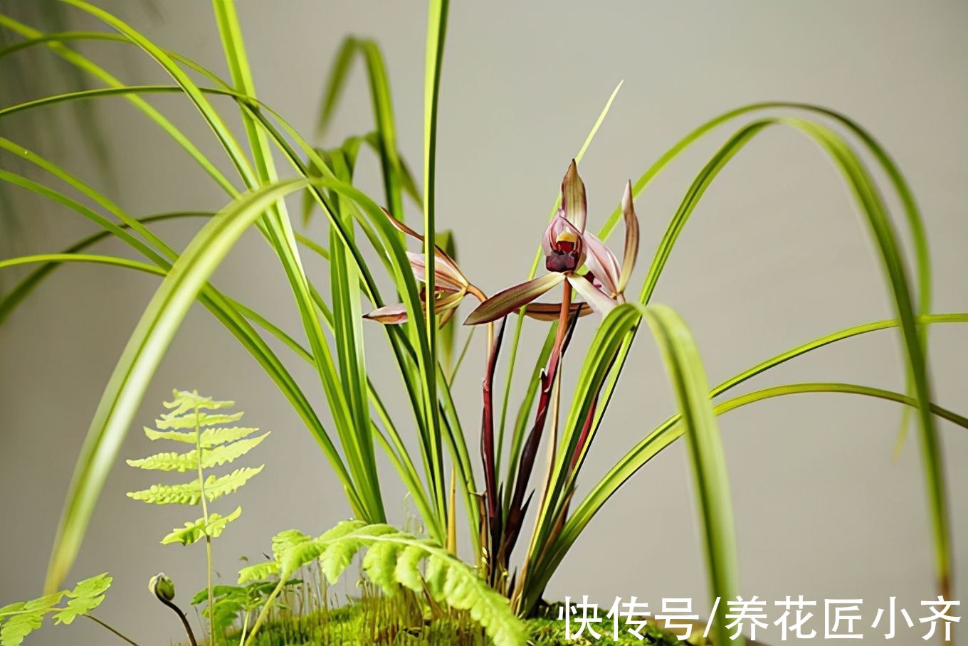 兰花换盆别盲目，不仅要选对时间，还要掌握技巧，否则影响开花