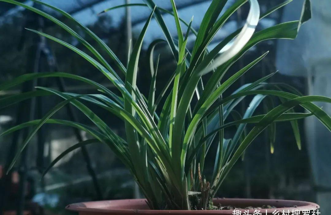 养兰花最怕什么?兰友只知其一却不知其二,怪不得养几年不开花