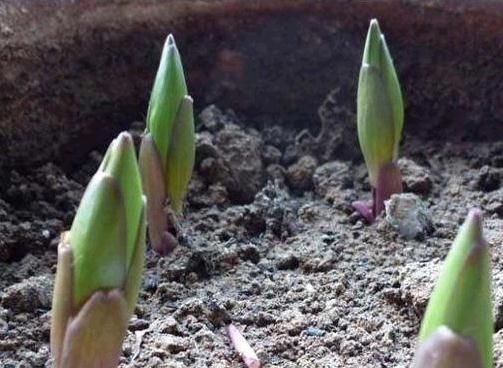 这种花,1颗“球”种满一花盆,有水就活,一开花就成团,香满屋