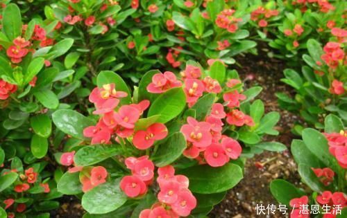 养护|2种漂亮花,花开艳丽,好看又好养,人人见了都夸美