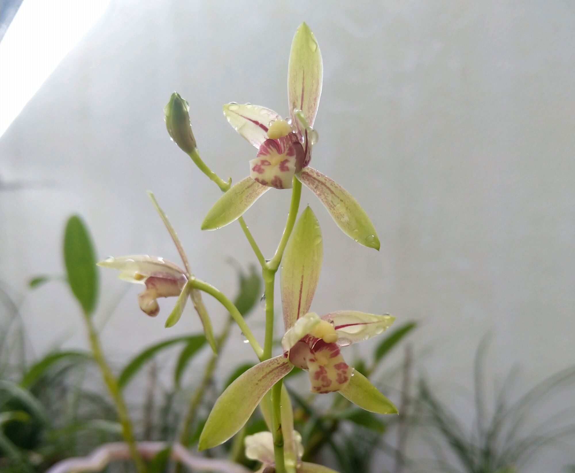 下山兰花上盆前根系怎么处理，下山兰花的上盆养根过程