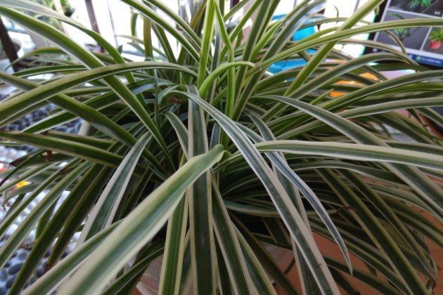 养分|吊兰怎么养才能更佳旺盛,花友们值得一看