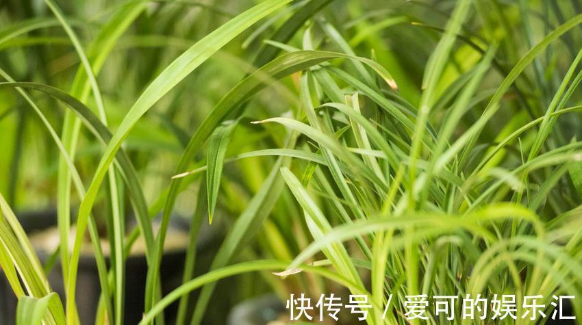 家庭栽培兰花如何挑选,学会这些基础,也能买到好兰花