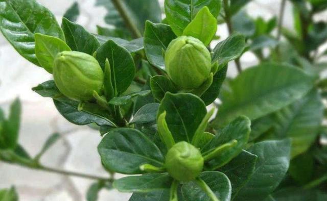 金桂|几种植物全身“飘香”,香味经久不散,家里摆上一盆,生活更舒适