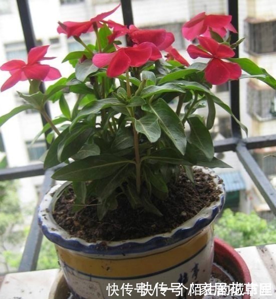 花朵|不招虫3种植物，放在家里又美又干净，心情也会变好，赶紧养1盆