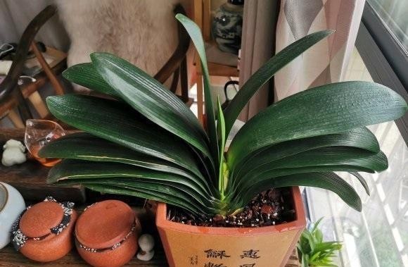 叶子|大爷养君子兰,用核桃仁加核桃皮,君子兰喜油性,长得嗖嗖快