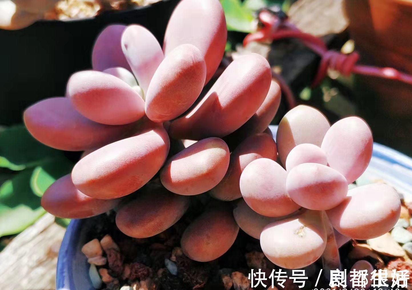 黄桃|想打造多肉十里桃林?别只盯着桃蛋,此8个品种也许更合你的口味