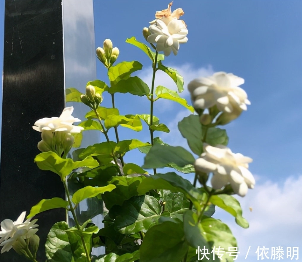 枝条|好养的花卉就是茉莉花，但是想要夏季开不停，要做好四喜一勤