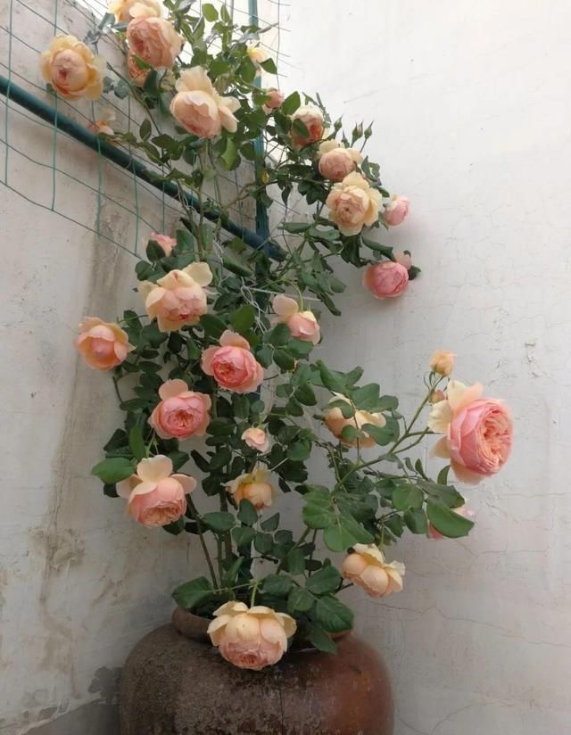 我型我秀|腌咸菜的坛子钻个孔，养花变成巨无霸，特美