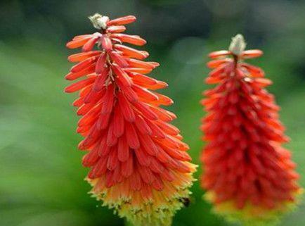 养护|春节过后在家养护花卉，花美色艳，花量大不操心，越养越喜欢