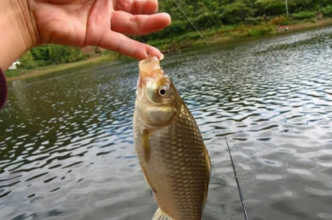 秋季,大板鲫也不爱吃饵?老钓手传授你几招,大鱼疯狂咬钩子!