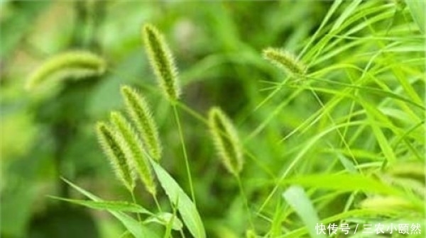 一种生命力极为顽强的植物,儿时当其玩具玩,还可入药治病,您知道叫什么草